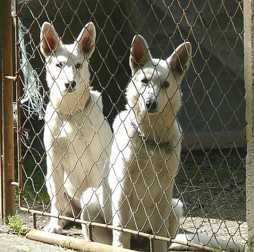Weisse Schferhunde warten am Tor, Welpen
