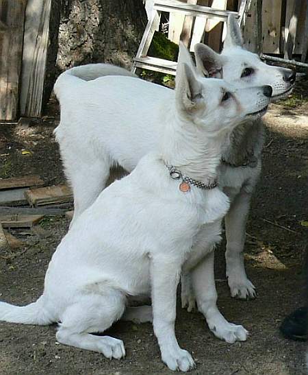 weisse schferhunde, Junghunde, Welpen