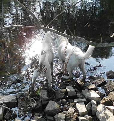 Sonne im Wasserspiegel