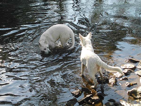 Neisse mit Hunden