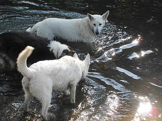 Wassertreten, Drei Hunde, weisse Schferhunde,