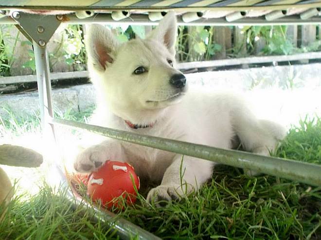 Weisser Schferhundwelpe von den Grenzgngern