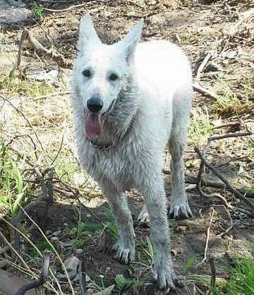 Cosima - Weisser Schweizer Schferhund