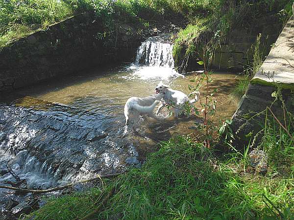 Welpen toben am Wasserfall