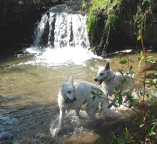 Jundhunde, Welpen am Wasserfall, Wasserspiele