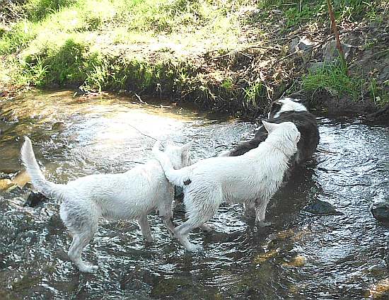 Wasserspiel Welpen und Althund, weisse Schweizer Schferhunde