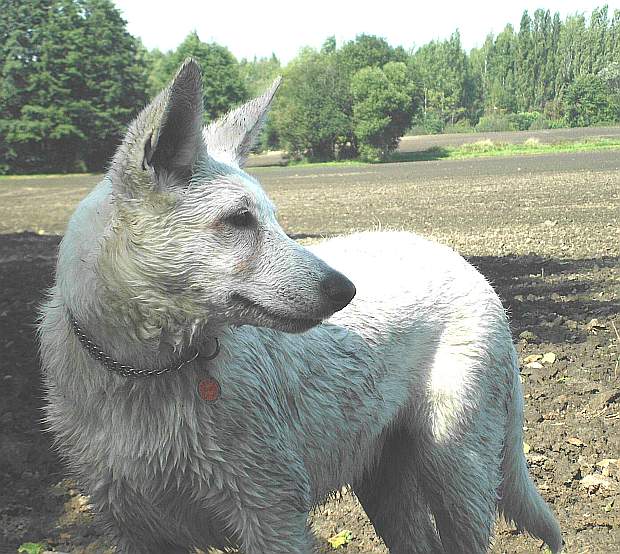 Weisser Schferhund, nass, schmutzig, glcklich