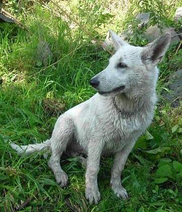 Weisser Schweizer Schferhund 5 Monate alt und nass