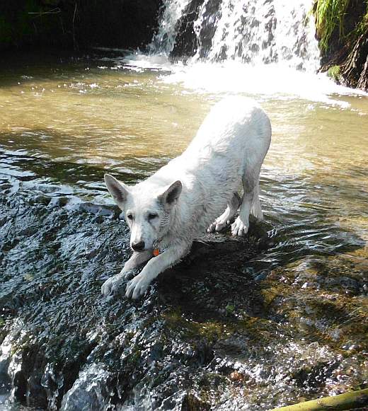 Weisser Schferhund bereit zum Sprung