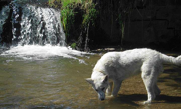 Charis 5 Monate alt, Amerikanisch Kanadischer Weisser Schferhund