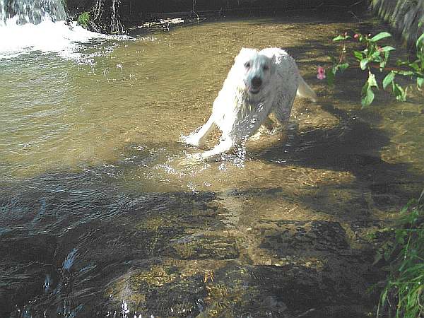 Wasserspiele, toben im Wasser,