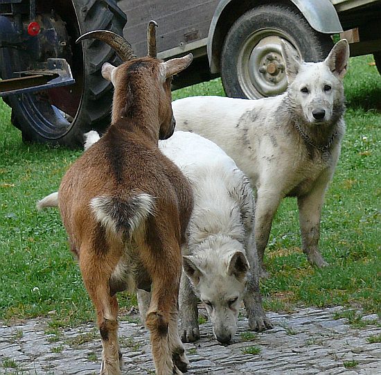 Die Mdels schmutzig mit Ziege