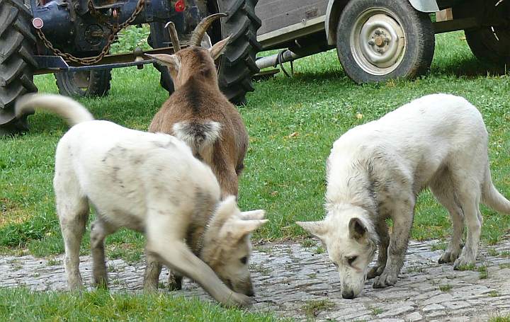 Futtersuche, Amerikanische Kanadische Weisse Schferhunde