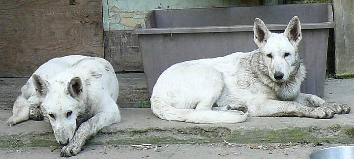 Kohlenschmutzige weisse Schferhunde