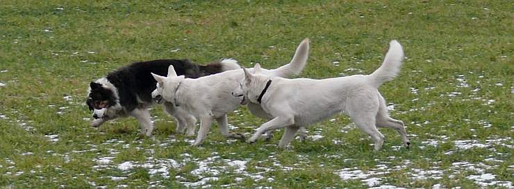 ab geht die Post, drei Hunde spurten