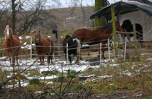 Ponys schauen ob der Feind kommt