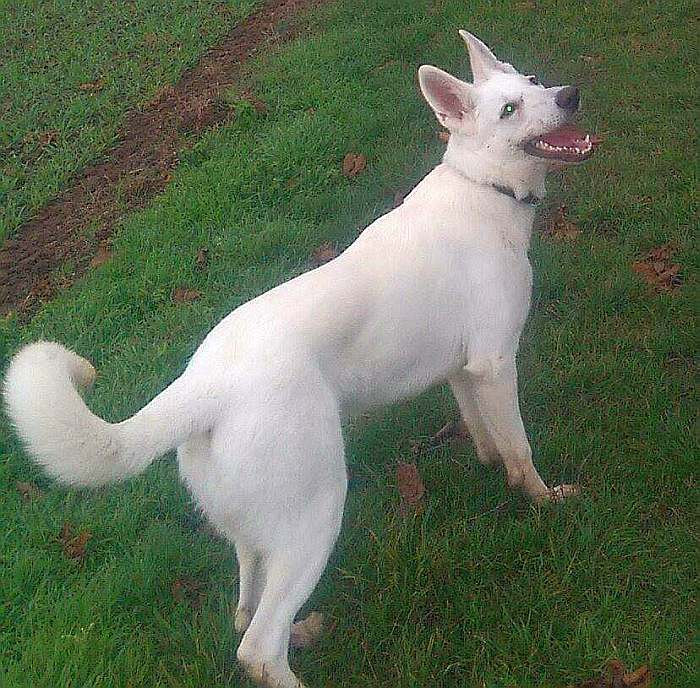 kanadische-weisse-schaeferhunde.de