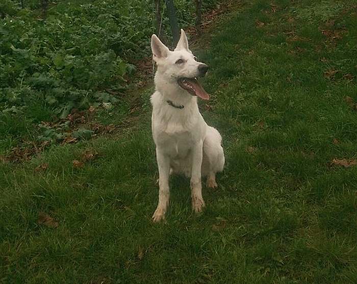 kanadische-weisse-schaeferhunde.de