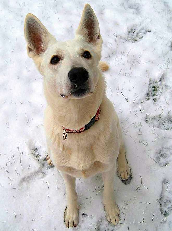 weisser Schferhund