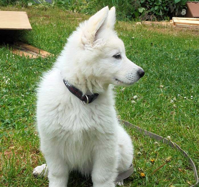 wei?sser Schäferhund - die Grenzgänger