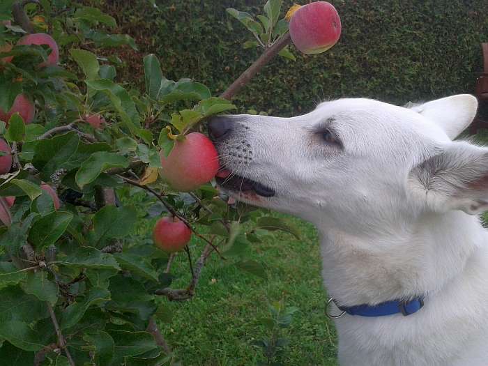 Flori, weier Schweizer Schferhund von den Grenzgngern