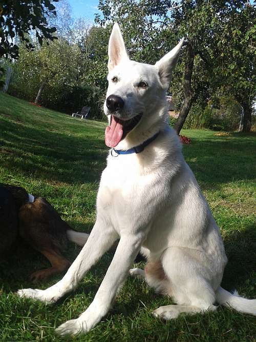 Flori weisser Schweizer Schferhund von den Grenzgngern