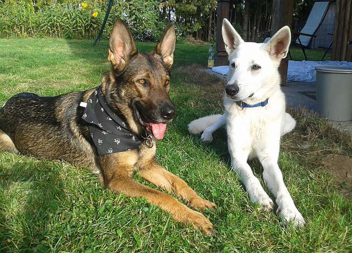 Flori weisser Schweizer Schferhund von den Grenzgngern