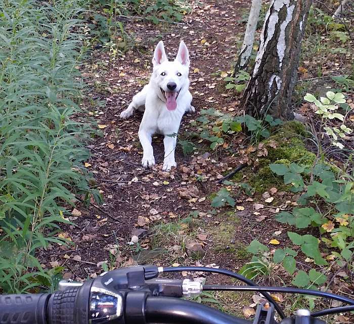 Kenny junior, weisser Schferhund von den Grenzgngern