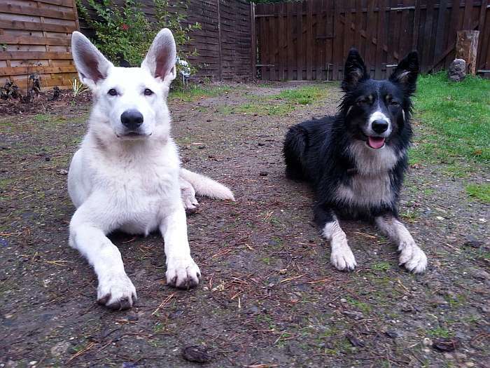 Mojo, weisser Schferhund von den Grenzgngern