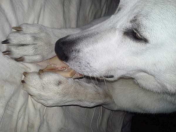 kanadische-weisse-schaeferhunde.de