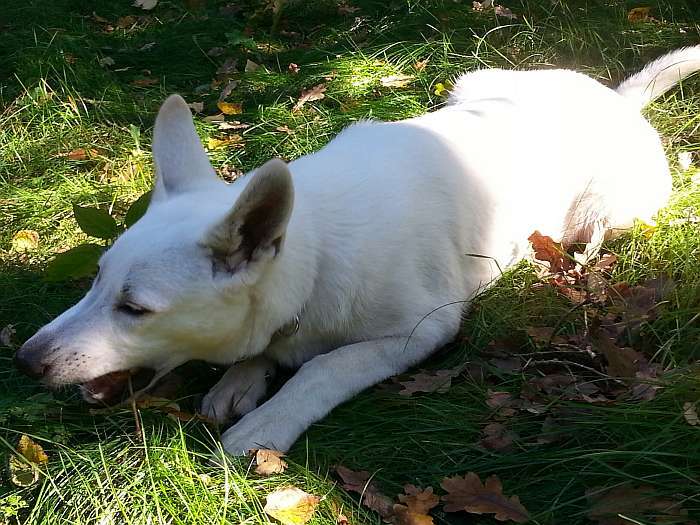 Mojo, weisser Schferhund von den Grenzgngern