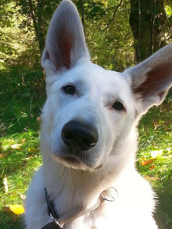 Mojo, weisser Schferhund von den Grenzgngern