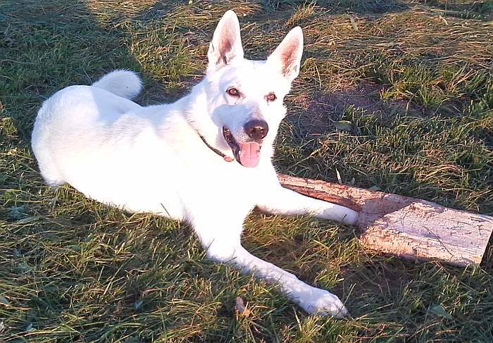 kanadische-weisse-schaeferhunde.de