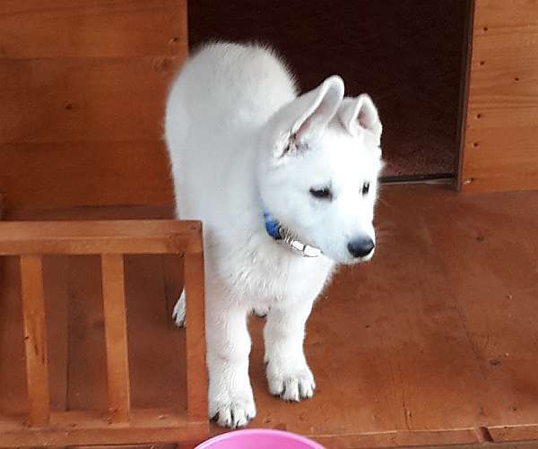 weisser Schferhundwelpe von den Grenzgngern