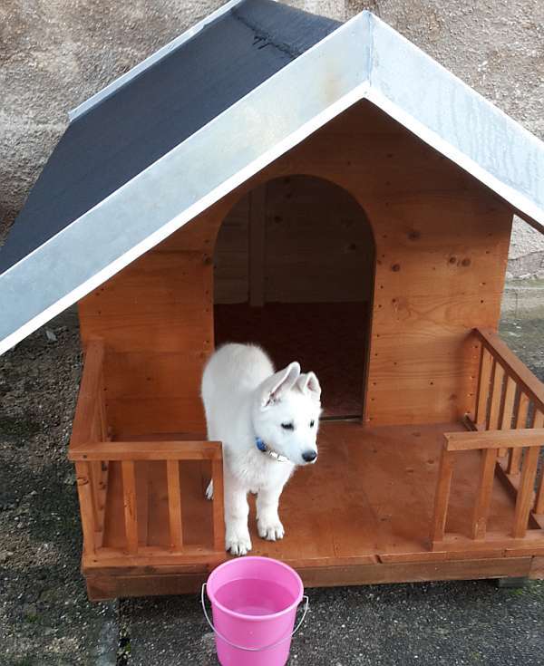 weisser Schferhundwelpe von den Grenzgngern