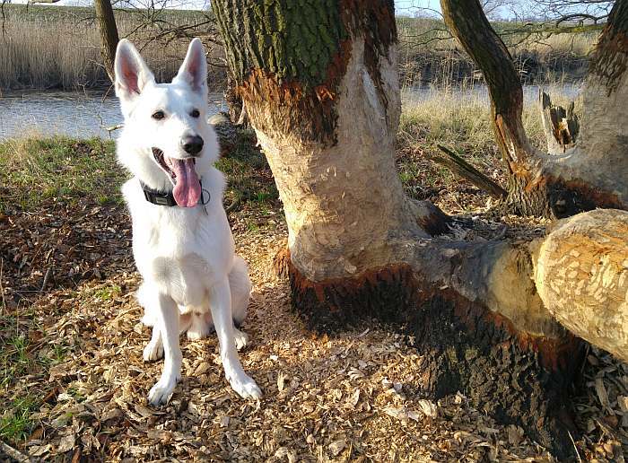 Weisser Schferhund von den Grenzgngern