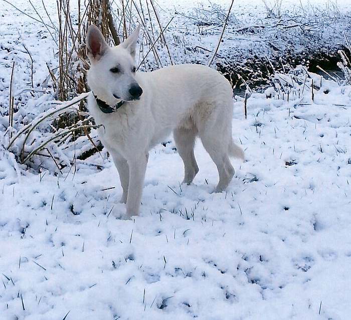 kanadische-weisse-schaeferhunde.de