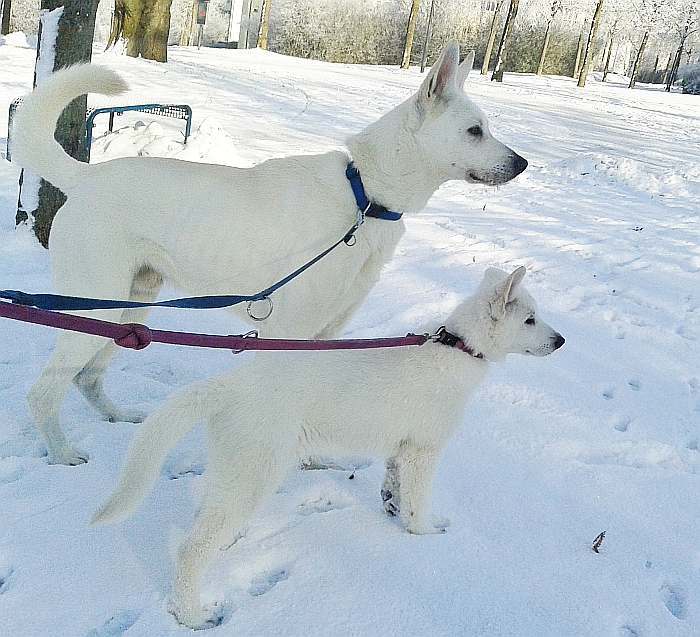 Welpen weisser Schferhund