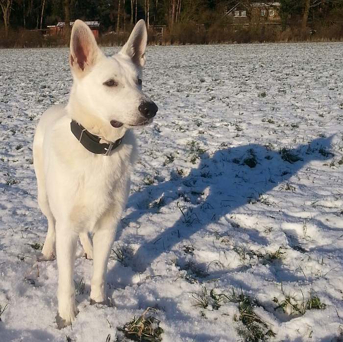 kanadische-weisse-schaeferhunde.de