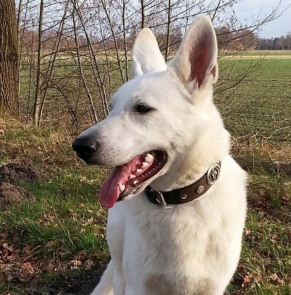 kanadische-weisse-schaeferhunde.de