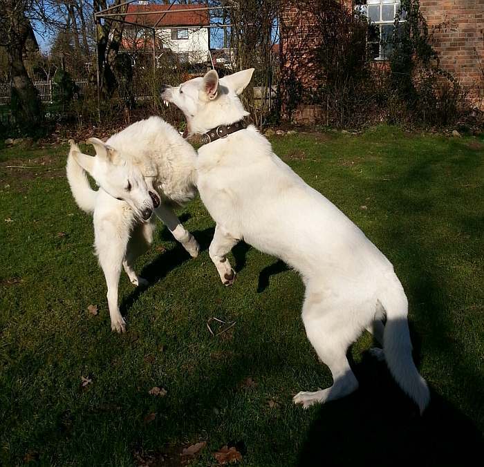 kanadische-weisse-schaeferhunde.de