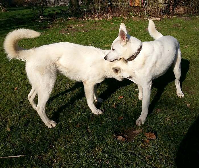 kanadische-weisse-schaeferhunde.de