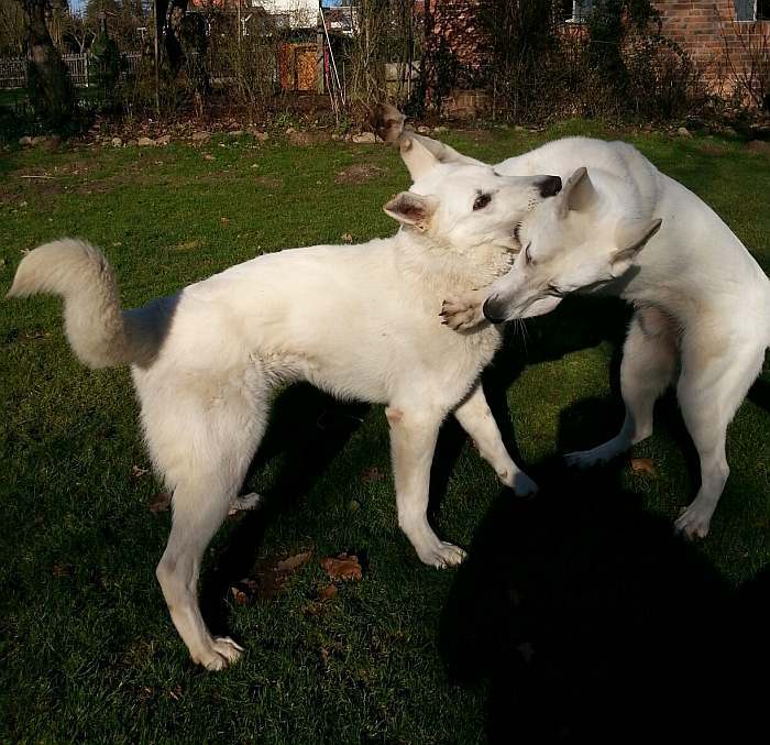 kanadische-weisse-schaeferhunde.de