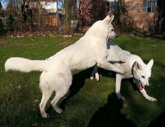 kanadische-weisse-schaeferhunde.de