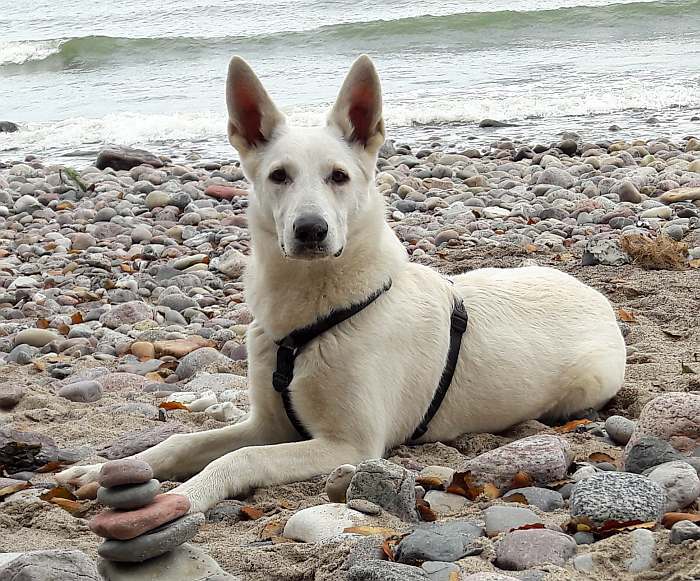 Fiona von den Grenzg�ngern, weisser Sch�ferhund