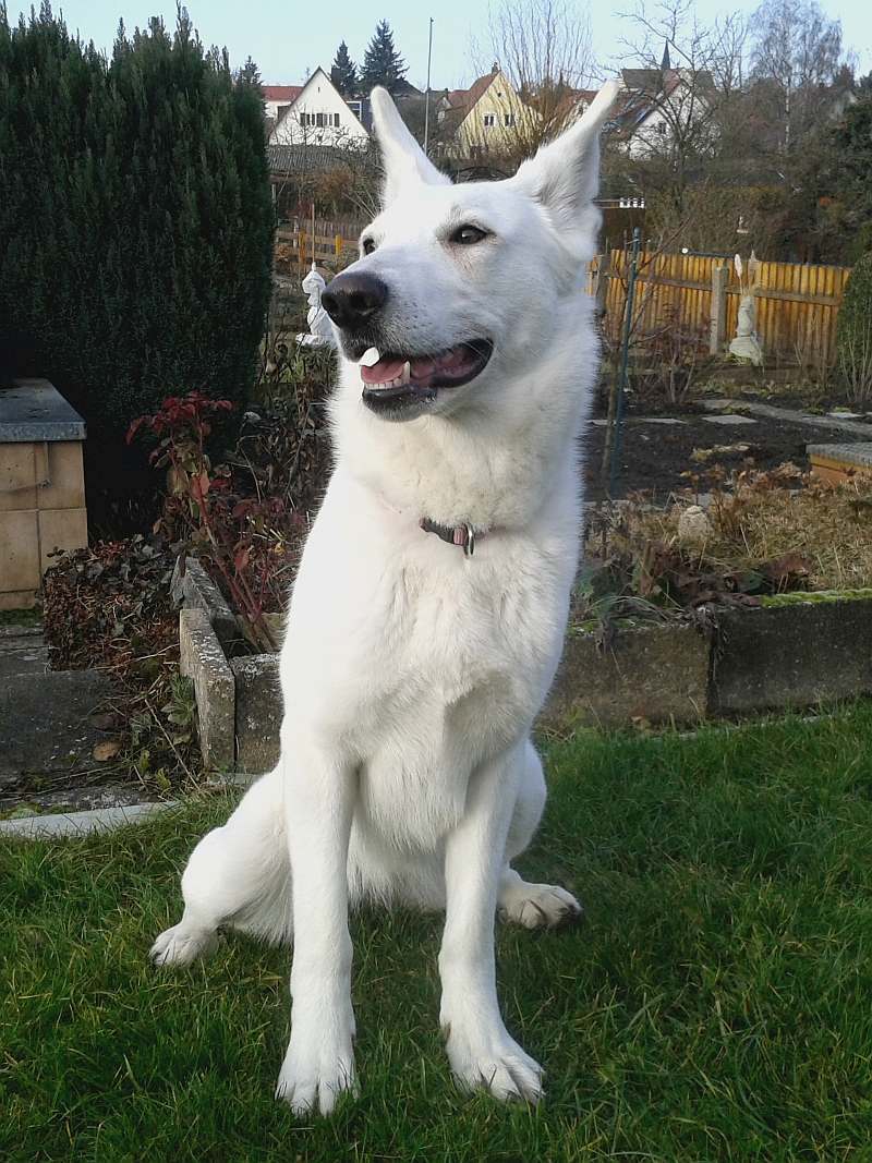 Chara - weisser Schferhund von den Grenzgngern