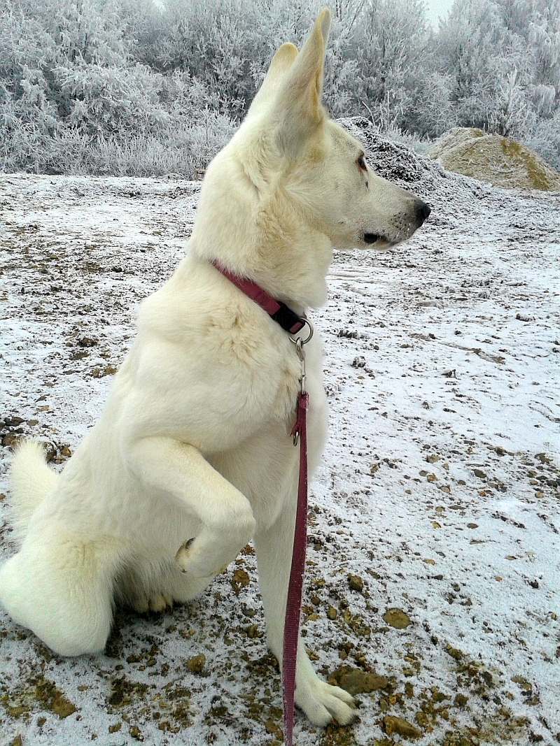 Chara - weisser Schferhund von den Grenzgngern