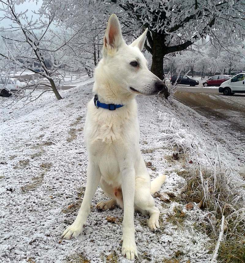 Flori - weisser Schferhund von den Grenzgngern