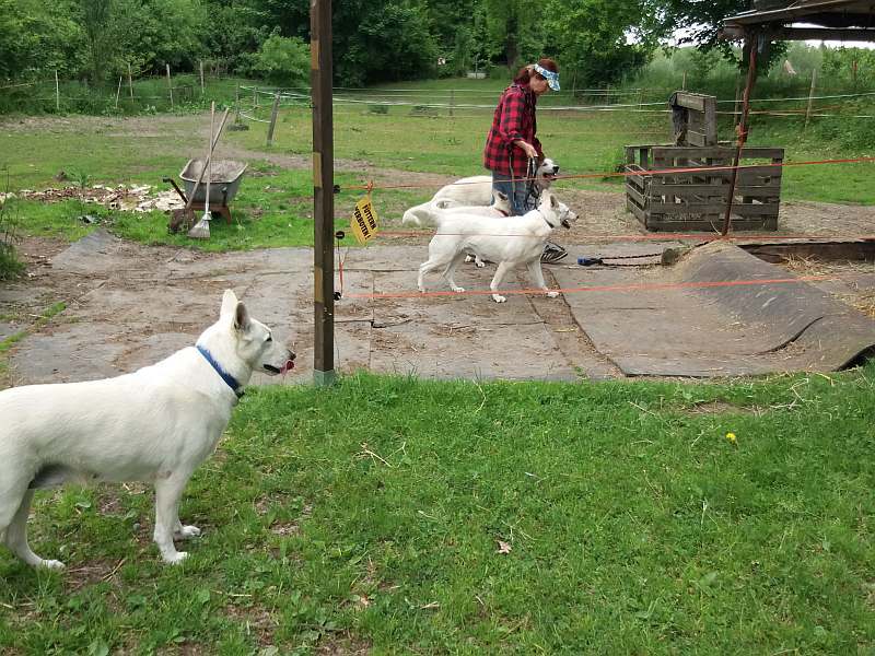 weisser Schferhund von den Grenzgngern