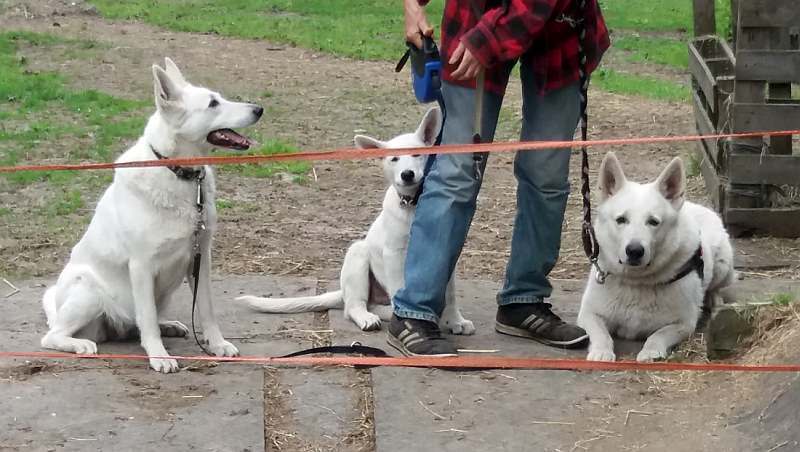 weisser Schferhund von den Grenzgngern